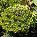 Euphorbia plant